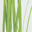 Rideau de douche Polyester SEAGRASS 240x180cm Vert Spirella Spirella