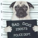 Spirella Duschvorhang BAD DOG Polyester 180x180cm