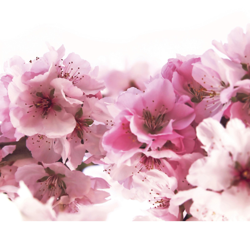 Rideau de douche Polyester AMANDA 180x200cm Fleur Rose Spirella